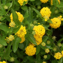 New Gold Lantana -Fast Growing Trees Shop New gold Lantana 3