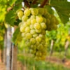 Niagara Grapes -Fast Growing Trees Shop Niagara Grape FGT 600x600 ed4faedd cd47 4778 8066 da8209053663