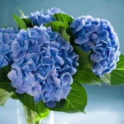 Nikko Blue Hydrangea 7 Nikko Blue Hydrangea -Fast Growing Trees Shop Nikko Blue Hydrangea 2 FGT