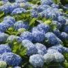 Nikko Blue Hydrangea -Fast Growing Trees Shop Nikko Blue Hydrangea FGT 600x600 6900873b 2306 471d 9456 2b382bfd0b17