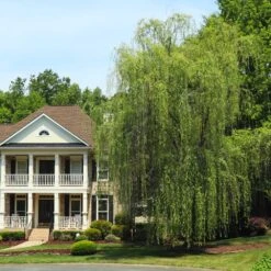 Niobe Golden Weeping Willow -Fast Growing Trees Shop Niobe weeping willow 3