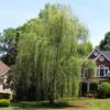 Niobe Golden Weeping Willow -Fast Growing Trees Shop Niobe weeping willow 600x600 d28419af 791e 4f15 bac9 b32ab8cc9129