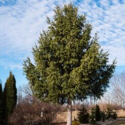 Norway Spruce Tree -Fast Growing Trees Shop Norway Spruce 2 FGT