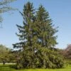 Norway Spruce Tree 10 Norway Spruce Tree -Fast Growing Trees Shop Norway Spruce 600x600 FGT