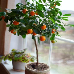 Nules Clementine Tree -Fast Growing Trees Shop Nules Clementine 2 FGT c092ce2d a906 45fb 86fe 704ce2a65d74