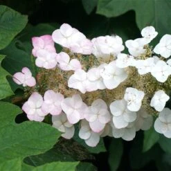 Oakleaf Hydrangea Shrub -Fast Growing Trees Shop OAKLEAF FGT THUMB a396bc6d 9d3c 49ac 82c6 f1db3d28bb3d