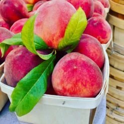 O'Henry Peach Tree -Fast Growing Trees Shop OHenry Peach 3