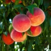 O'Henry Peach Tree -Fast Growing Trees Shop OHenry Peach FGT 600x600 3015dfaa 040e 4d98 a3bb e5116b69dcc7