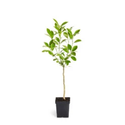 Calamondin Tree -Fast Growing Trees Shop ORG CAL 12 1QT
