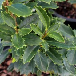 Oak Leaf™ Holly Tree 6 Oak Leaf™ Holly Tree -Fast Growing Trees Shop Oak Leaf Holly 3