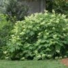 Oakleaf Hydrangea Shrub -Fast Growing Trees Shop Oakleaf Hydrangea FGT 600x600 d2944eba ae70 47b7 8382 af278ed9c7a7