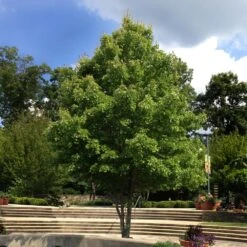 October Glory Red Maple Tree -Fast Growing Trees Shop October Glory Maple 1 FGT