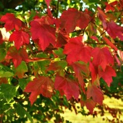 October Glory Red Maple Tree -Fast Growing Trees Shop October Glory Maple 2 FGT