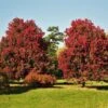 October Glory Red Maple Tree -Fast Growing Trees Shop October Glory Maple FGT 600x600 ed40f1c9 fa15 44dd 965e 6514d9ecbd99