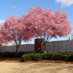 Okame Cherry Tree -Fast Growing Trees Shop Okame Cherry 02 FGT