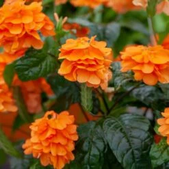 Orange Marmalade Crossandra Shrub 5 Orange Marmalade Crossandra Shrub -Fast Growing Trees Shop Orange Marrmelade Crossandra 2 FGT