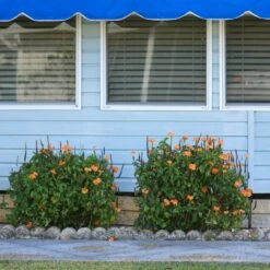 Orange Marmalade Crossandra Shrub 6 Orange Marmalade Crossandra Shrub -Fast Growing Trees Shop Orange Marrmelade Crossandra 4