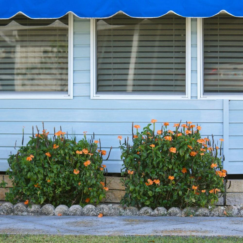 Orange Marmalade Crossandra Shrub 3 Orange Marmalade Crossandra Shrub - Image 3