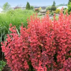 Orange Rocket Barberry Shrub -Fast Growing Trees Shop Orange Rocket Barberry 4 FGT