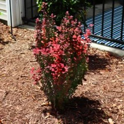 Orange Rocket Barberry Shrub -Fast Growing Trees Shop Orange Rocket Barberry 5 FGT