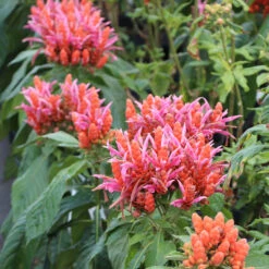 Orange Shrimp Plant 7 Orange Shrimp Plant -Fast Growing Trees Shop Orange Shrim plant 2 BB