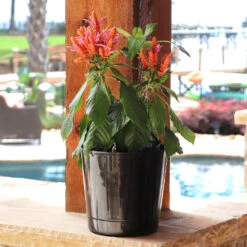 Orange Shrimp Plant 6 Orange Shrimp Plant -Fast Growing Trees Shop Orange Shrim plant 3