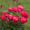 Oso Easy® Double Red Rose 12 Oso Easy® Double Red Rose -Fast Growing Trees Shop Oso Double Red Rose 2 600x600 b585947e 509f 4e63 b94a b06c884252b5