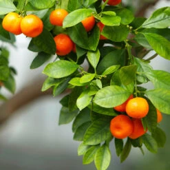 Owari Satsuma Mandarin Tree -Fast Growing Trees Shop Owari Satsuma Mandarin 3