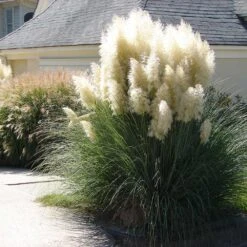 Pampas Grass 5 Pampas Grass -Fast Growing Trees Shop Pampas Grass 4 FGT