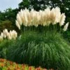 Pampas Grass -Fast Growing Trees Shop Pampas Grass FGT 600x600 436bbafb 3875 4ed1 ac01 b037b42f7a7d