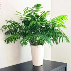 Air-Purifying House Plant Kit -Fast Growing Trees Shop Parlor Palm 1 FGT 9892e9fa 6353 4f8b 9408 ebc964ef0bf6