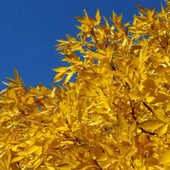 Patmore Green Ash Tree -Fast Growing Trees Shop Patmore Green Ash 2