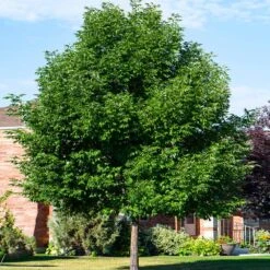 Patmore Green Ash Tree -Fast Growing Trees Shop Patmore Green Ash 5