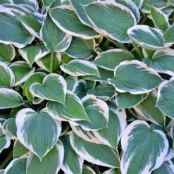 Patriot Hosta Plant -Fast Growing Trees Shop Patriot Hosta 3