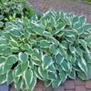 Patriot Hosta Plant -Fast Growing Trees Shop Patriot Hosta FGT 600x600 940103cb 0bf3 4d39 a022 1aece119f464