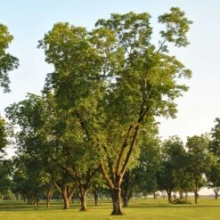 Pawnee Pecan Tree 6 Pawnee Pecan Tree -Fast Growing Trees Shop Pawnee Pecan 5 FGT