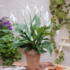 Peace Lily Plant 13 Peace Lily Plant -Fast Growing Trees Shop Peace Lily 3