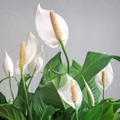 Peace Lily Plant 12 Peace Lily Plant -Fast Growing Trees Shop Peace Lily 6
