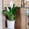Peace Lily Plant -Fast Growing Trees Shop Peace Lily FGT 600x600 b4675117 8b70 4d50 aea6 0b3426a0e7e7