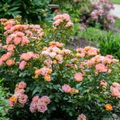 Peach Drift® Rose 5 Peach Drift® Rose -Fast Growing Trees Shop Peach Drift Rose 2 FGT