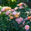 Peach Drift® Rose 13 Peach Drift® Rose -Fast Growing Trees Shop Peach Drift Rose FGT 600x600 f8ca7bd1 fa31 4812 a01e d374c6e508cc