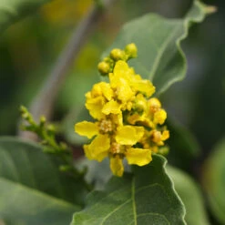 Peanut Butter Fruit Tree -Fast Growing Trees Shop Peanut Butter Tree 7