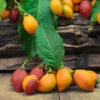 Peanut Butter Fruit Tree -Fast Growing Trees Shop Peanut Butter Tree FGT 600x600 b0d8cd74 ceb9 4218 9cb0 759ebb958475