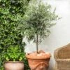 Pendolino Olive Tree -Fast Growing Trees Shop Pendolino Olive FGT 600x600 231f38ca 5d36 47ad 97c6 31ac8f015baf