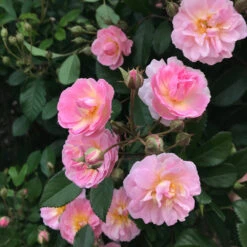 Perfume Breeze™ Rose Tree 5 Perfume Breeze™ Rose Tree -Fast Growing Trees Shop Perfume Breeze Rose Tree 1