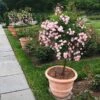 Perfume Breeze™ Rose Tree -Fast Growing Trees Shop Perfume Breeze Rose Tree 600x600 fd10bceb 5645 4fa7 a02a 4bd979bf449b