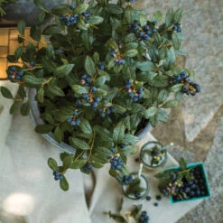 Bushel And Berry® Perpetua Blueberry -Fast Growing Trees Shop Perpetua Blueberry 1 FGT