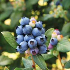 Bushel And Berry® Perpetua Blueberry -Fast Growing Trees Shop Perpetua Blueberry 6 FGT