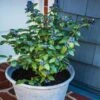 Bushel And Berry® Perpetua Blueberry -Fast Growing Trees Shop Perpetua Blueberry FGT 600x600 79c72e4f 795d 4bbd 934f 3af1cb9f5327