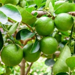 Persian 'Bearss' Lime Tree - USDA Organic 8 Persian 'Bearss' Lime Tree - USDA Organic -Fast Growing Trees Shop Persian Lime Tree 5 FGT 41a57d08 50dd 41a5 856b af8657a65429